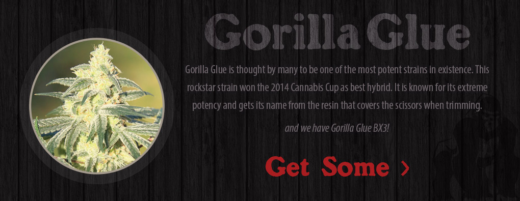 Gorilla Glue is thought to be one of the most potent strains in existence. This rock star strain won the 2014 Cannabis Cup best hybrid.