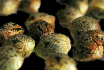 Phenotype Hunting And Breeding Selection From Cannabis Seeds cannabis seeds