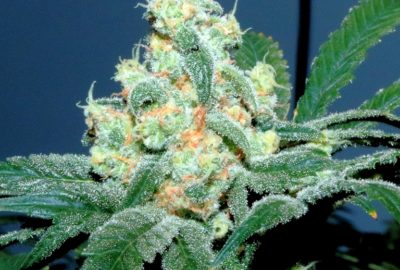 Blackberry Dream – Medicine for the Head blackberry dream LoRes2