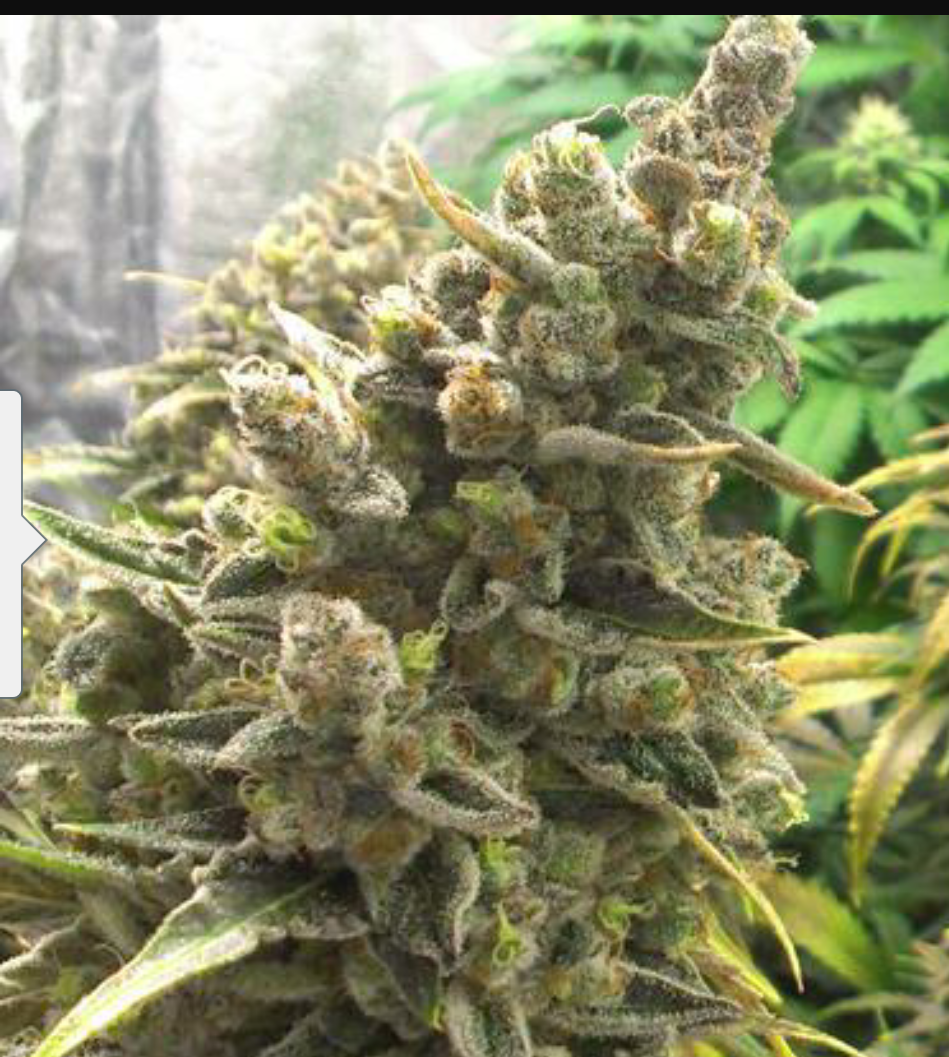 Bruce Banner OG Elev8 Seeds