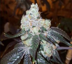 Thin Mint Girl Scout Cookies