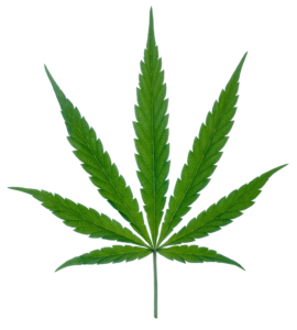 1503425983cannabis leaf png marijuana