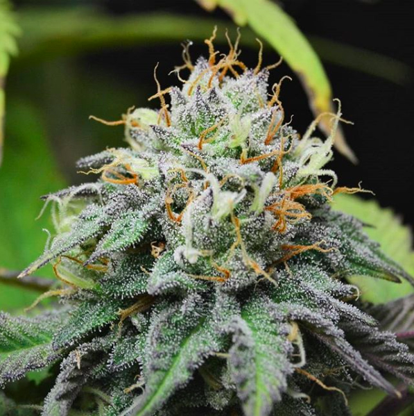 Buy Quality Marijuana Seeds Online | Elev8 Seeds