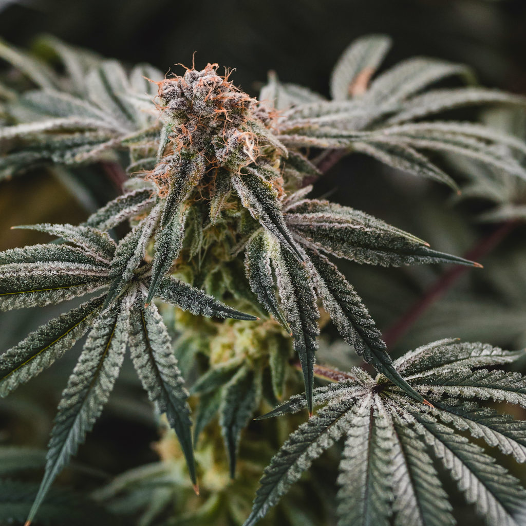 Gelato Punch Marijuana Seeds Elev8 Seeds