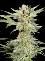 Lemon Gelato Website