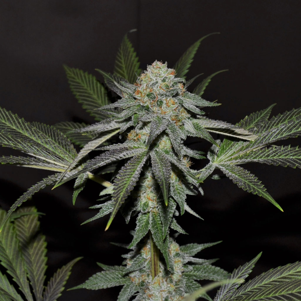 DOSI-D Marijuana Seeds | Elev8 Seeds