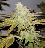 Lemon Gelato Website