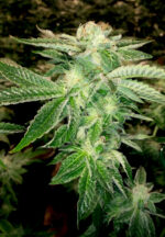 Lemon Gelato Website 2