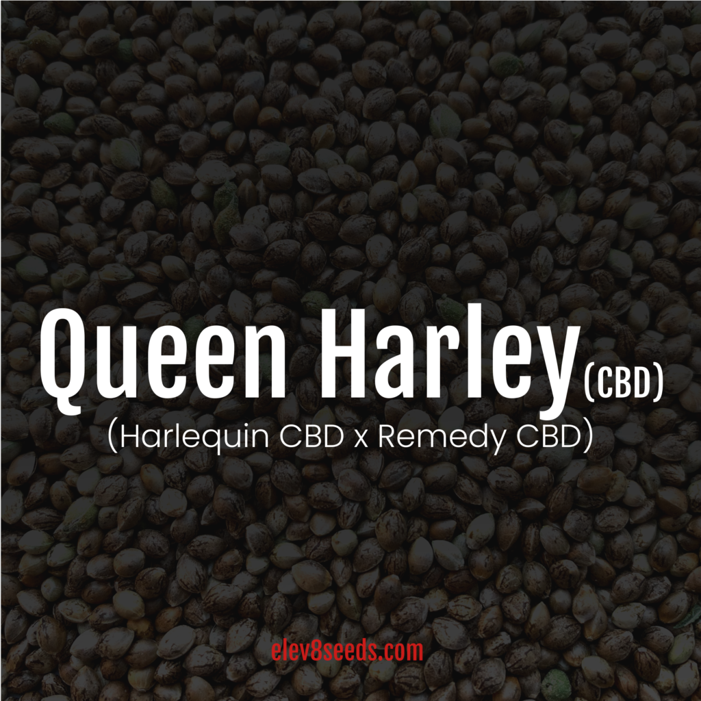 Queen Harley (CBD) Elev8 Seeds