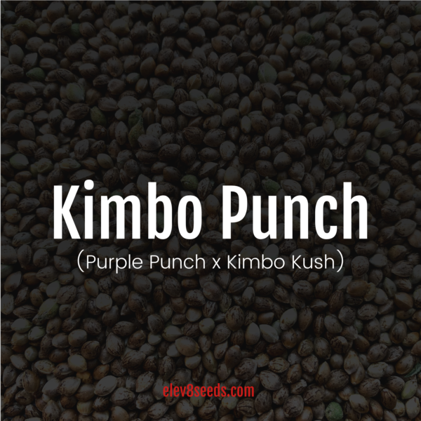 Kimbo Punch