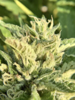 Cake and Ice Cream Website