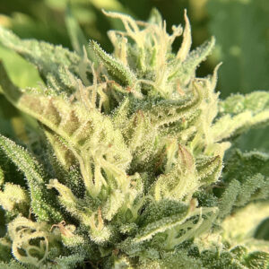 Cake and Ice Cream Website