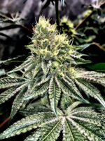 Cake and Ice Cream Website2