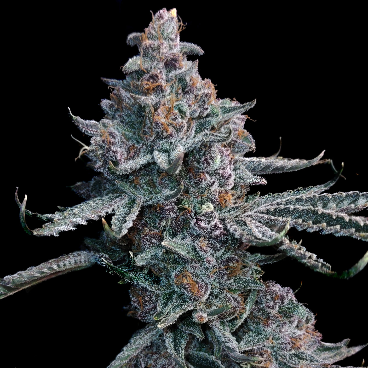 Runtz of Eden (Runtz x Forbidden Fruit) - Elev8 Seeds