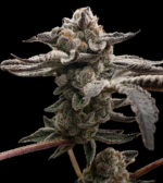 Tangie Candie Website Tangie Candie Website