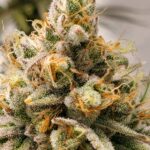 Frosty Melons_Website 2