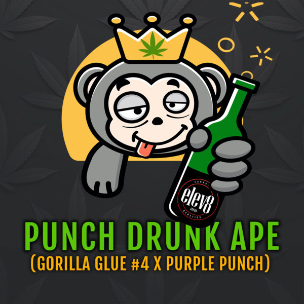Punch Drunk Ape Square