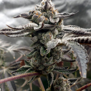 July 2021 Tangie Candie Dylan Lorrain