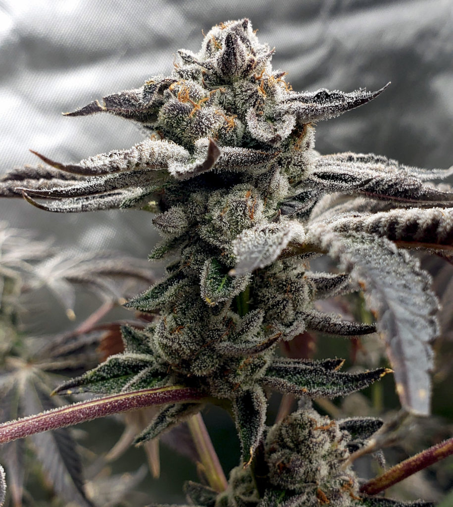 Tangie Candie - Elev8 Seeds