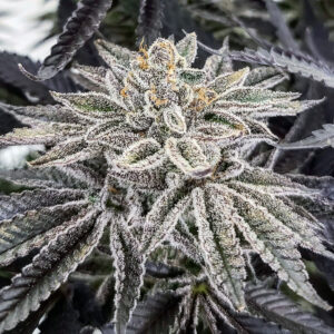 Sept 2021 Jared Price King Cone 072621