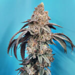 Runtz of Eden_Website 2