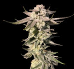 White Blizzard_Website
