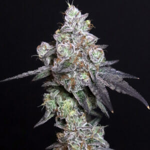 Lady Kush