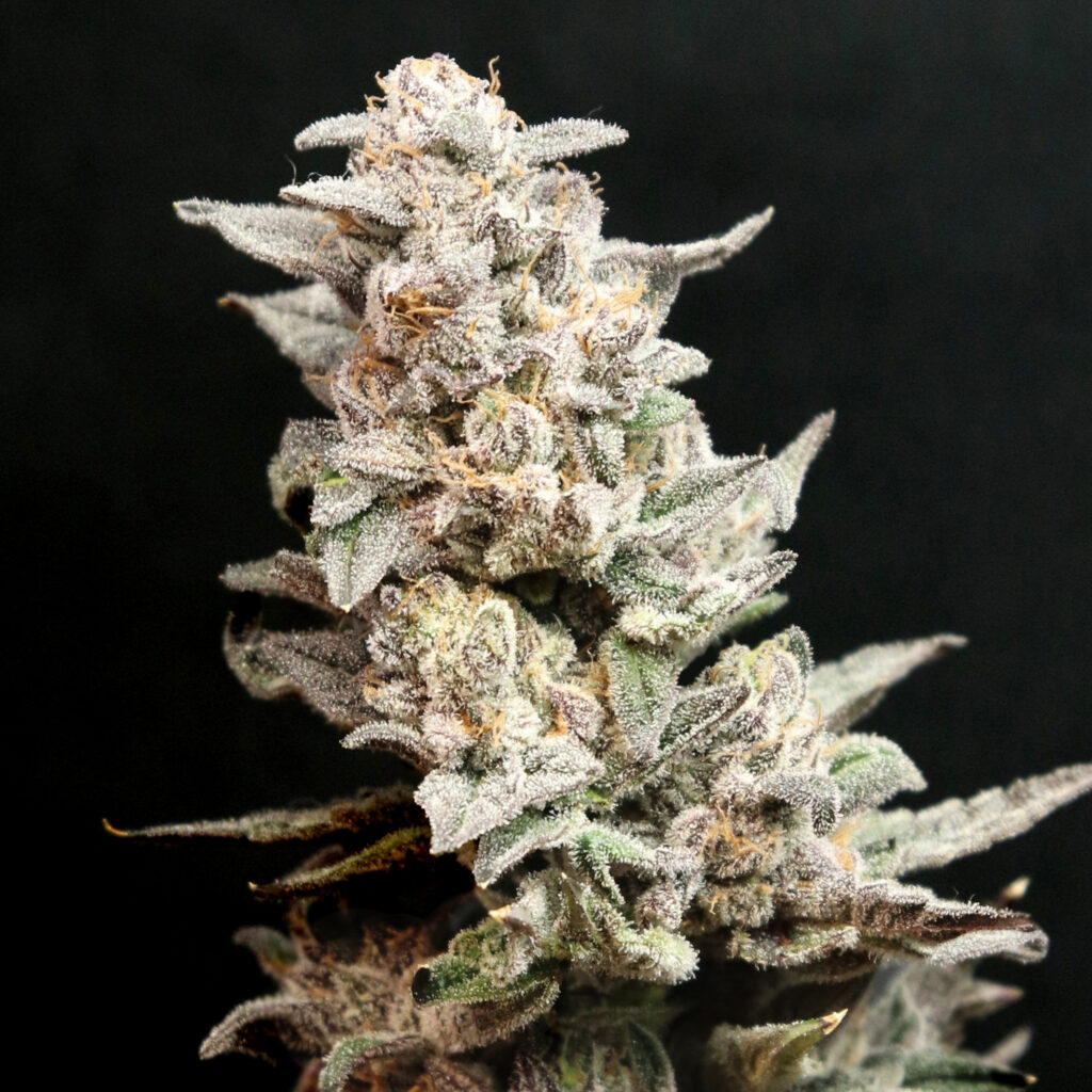Strawberry-Sugar_Website-3r-