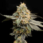 Buffalo Runtz_Website