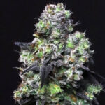 Dark Krystal_Website 3