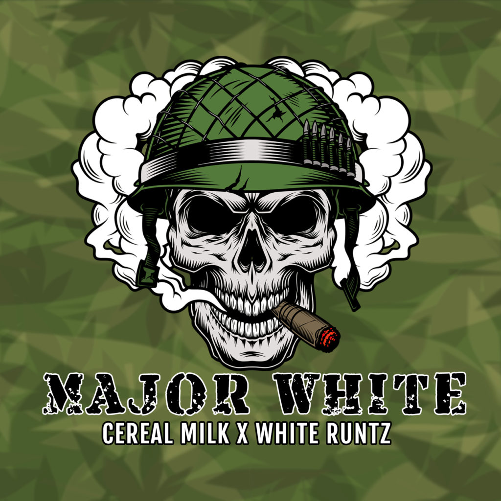 Major White (Cereal Milk x White Runtz) Elev8 Seeds