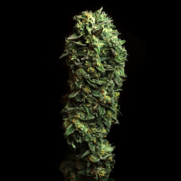 Party Favors_Website