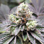 Coco-Nutty