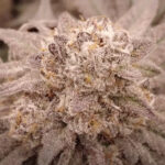 Cherry Pot Pie 2_Website