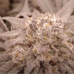 Cherry Pot Pie 3_Website