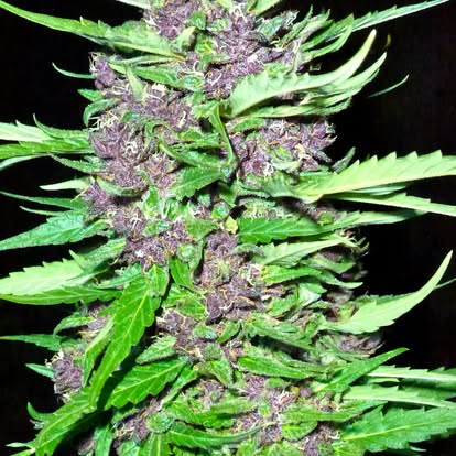 Image #1 from DrCannbis