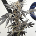 Frosty Melons_Omeed_Evok_011223