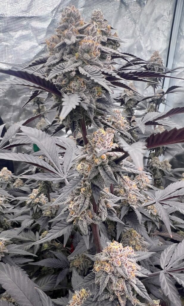 Image #2 from Cardox