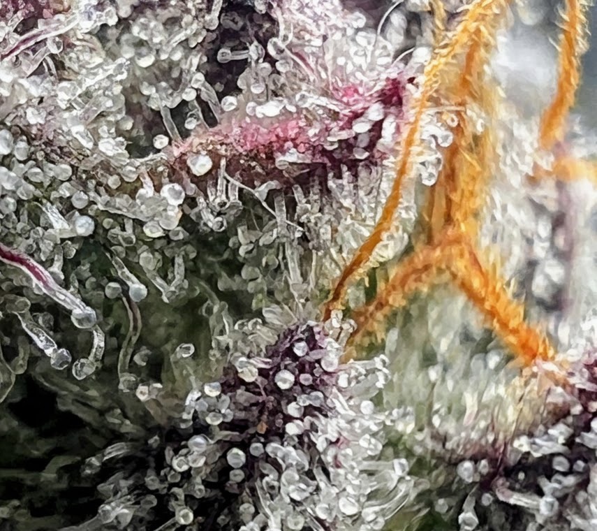 Image #1 from Cardox