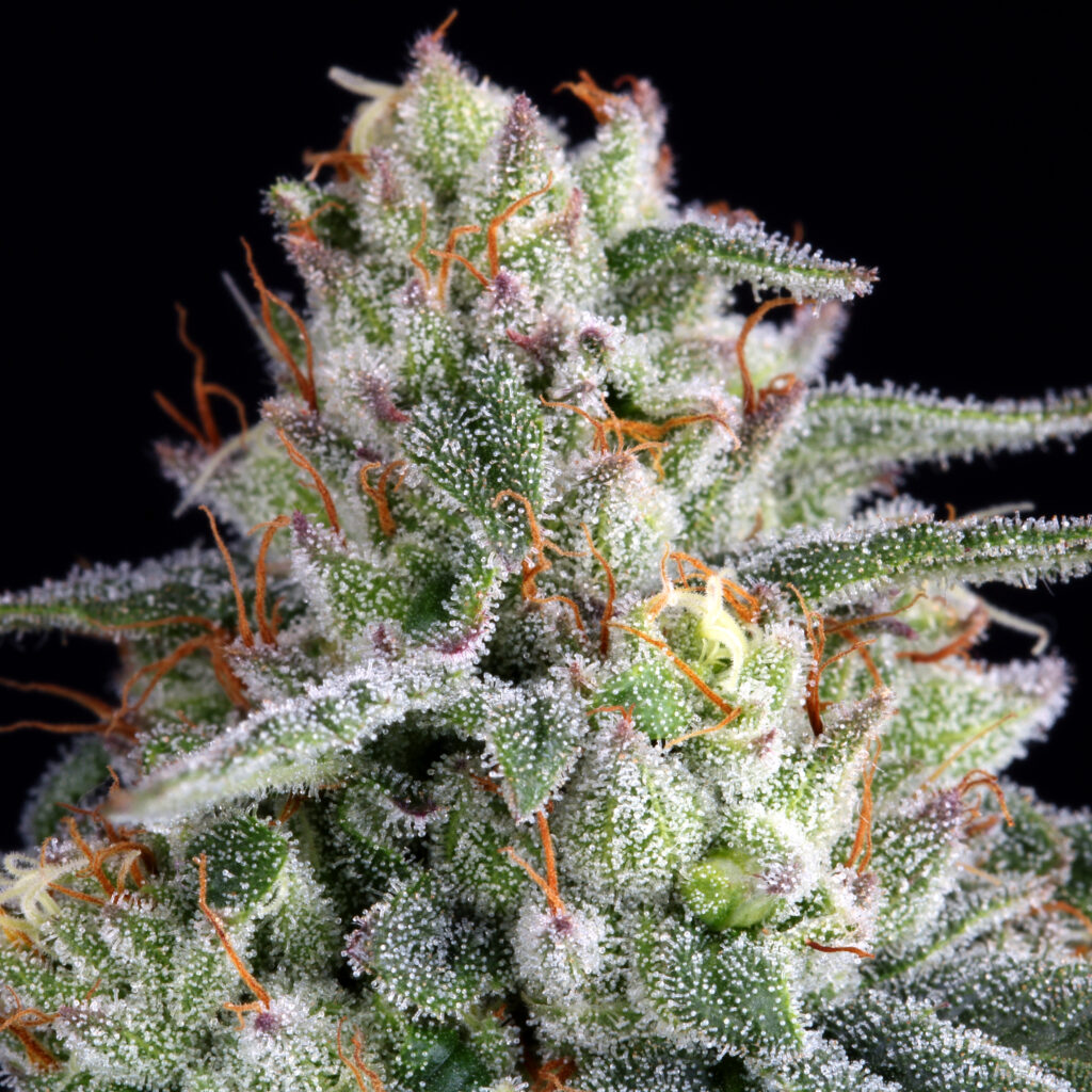 Buy Cannabis Seeds Online - Elev8 Seeds