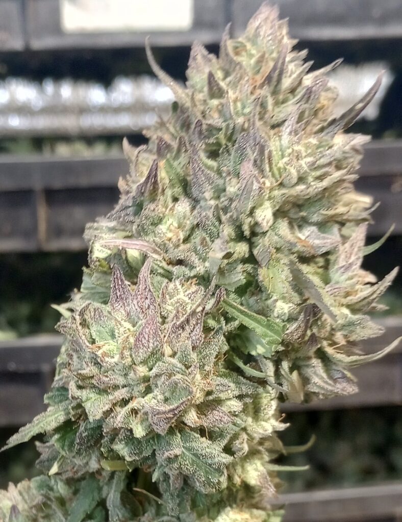 Image #1 from Superfly