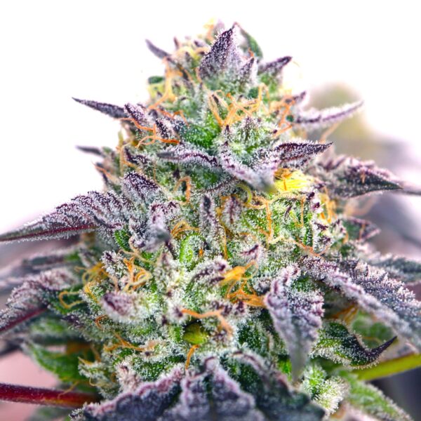 Spicy Guava 3_ICanTHC_121123