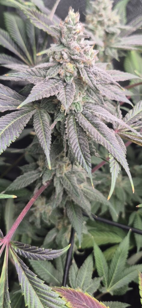 Image #2 from Jason Hundon