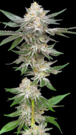 Sweet Jealousy_Website 4