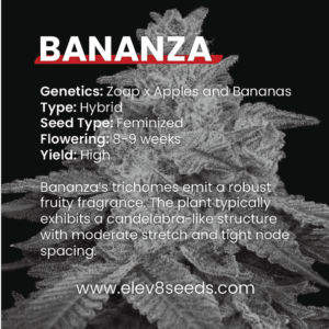 3 FREE SEEDS - Bananza