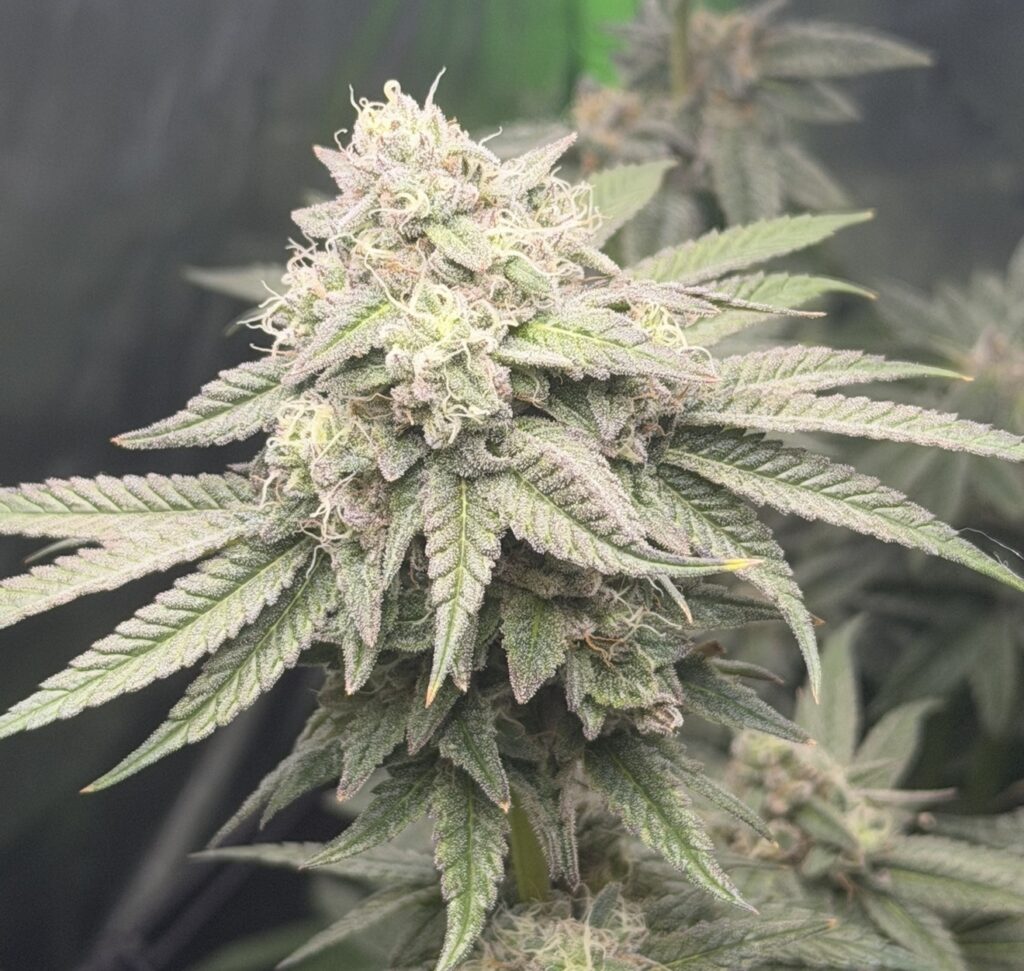 Image #1 from Gerald Haynes