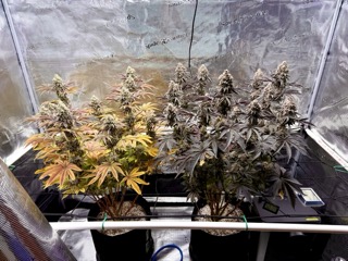 Image #1 from W-Wagon