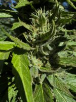 Knotty Fruit Website 2