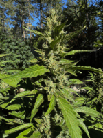 Knotty Fruit Website 3