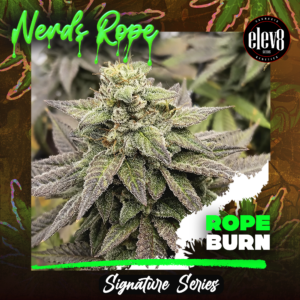 Rope Burn Cannabis Strain Frosty Flower